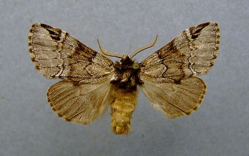 Drymonia obliterata &copy; <a href="//commons.wikimedia.org/wiki/User:Dumi" title="User:Dumi">Dumi</a>