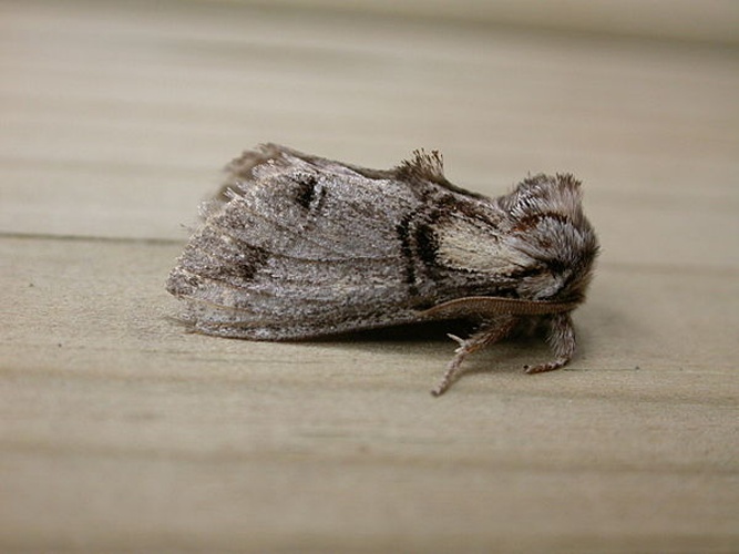 Drymonia velitaris &copy; <a rel="nofollow" class="external text" href="https://www.flickr.com/people/25401497@N02">Donald Hobern</a> from Canberra, Australia
