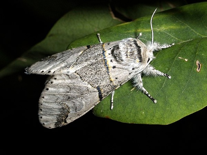 Furcula bifida &copy; <a href="//commons.wikimedia.org/wiki/User:Fturmo" title="User:Fturmo">Fturmo</a>