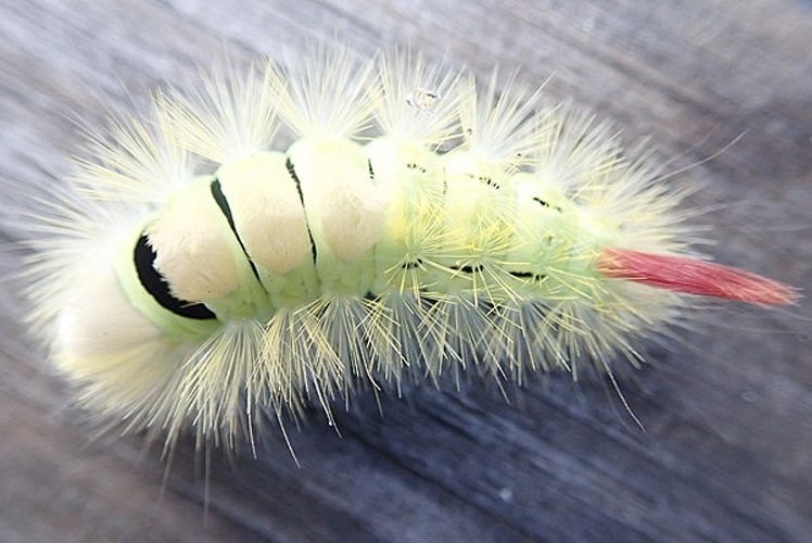 Calliteara pudibunda &copy; <a href="//commons.wikimedia.org/w/index.php?title=User:Andrawaag&amp;action=edit&amp;redlink=1" class="new" title="User:Andrawaag (page does not exist)">Andrawaag</a>