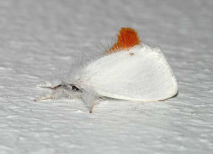 Brown-tail &copy; <a href="//commons.wikimedia.org/wiki/User:Alvesgaspar" title="User:Alvesgaspar">Alvesgaspar</a> (<a href="//commons.wikimedia.org/wiki/User_talk:Alvesgaspar" title="User talk:Alvesgaspar"><span class="signature-talk">talk</span></a>)