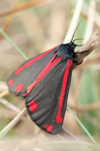 Cinnabar moth © <a href="//commons.wikimedia.org/wiki/User:Svdmolen" title="User:Svdmolen">Svdmolen</a>