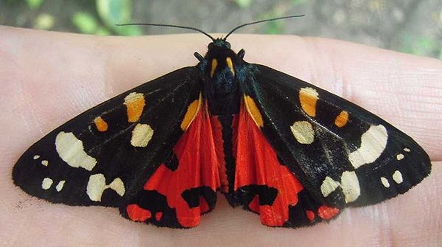 Scarlet tiger moth © <a href="https://en.wikipedia.org/wiki/user:Emanresu" class="extiw" title="en:user:Emanresu">Emanresu</a>