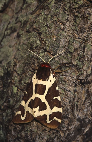 Garden tiger moth &copy; 