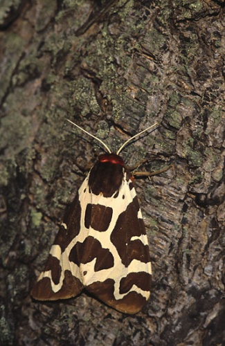 Garden tiger moth © 