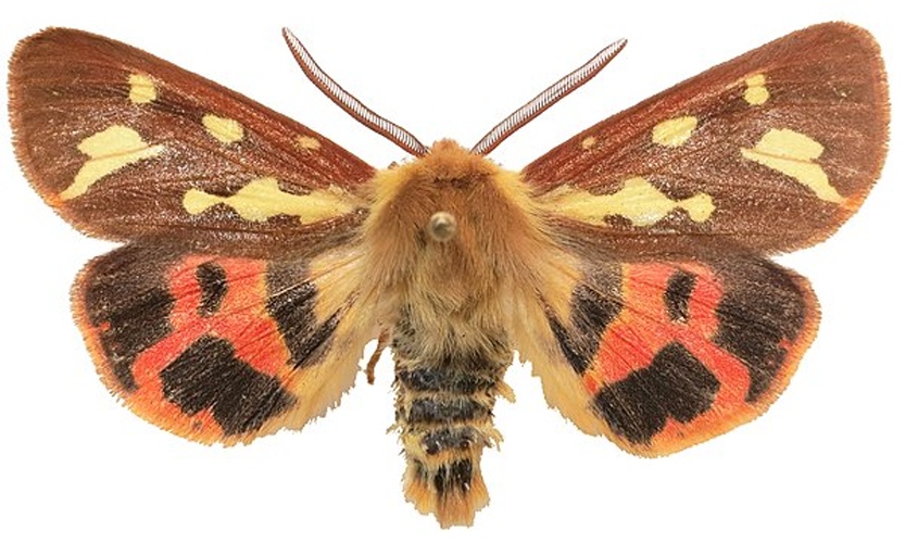 Hyphoraia testudinaria © <a href="//commons.wikimedia.org/w/index.php?title=User:Lsadonkey&amp;action=edit&amp;redlink=1" class="new" title="User:Lsadonkey (page does not exist)">Lsadonkey</a>