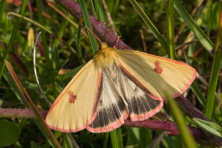 Diacrisia sannio © <a href="//commons.wikimedia.org/wiki/User:Svdmolen" title="User:Svdmolen">Svdmolen</a>