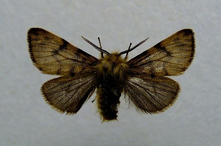 Diaphora sordida © <a href="//commons.wikimedia.org/wiki/User:Dumi" title="User:Dumi">Dumi</a>