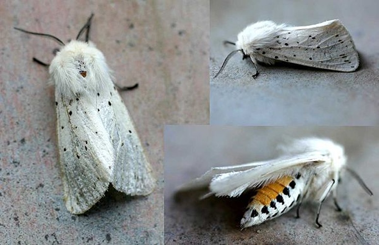 Spilosoma lubricipeda © 