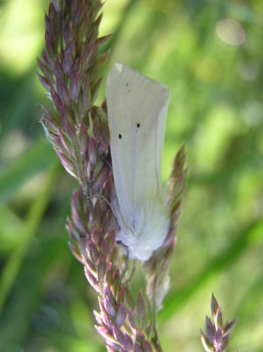 Spilosoma urticae © <a href="//commons.wikimedia.org/wiki/User:Fvlamoen" class="mw-redirect" title="User:Fvlamoen">Fvlamoen</a>