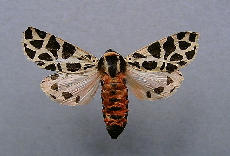 Cymbalophora pudica &copy; <a href="//commons.wikimedia.org/wiki/User:Dumi" title="User:Dumi">Dumi</a>