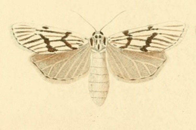 Coscinia bifasciata &copy; RAMBUR