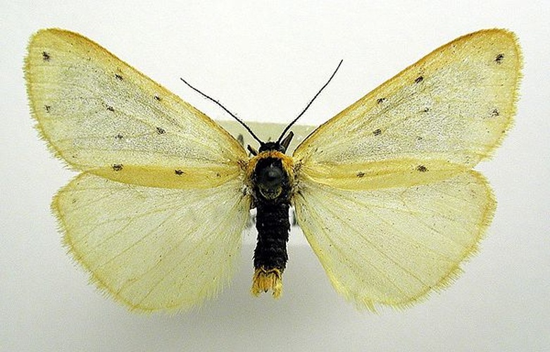 Setina irrorella © M. Virtala