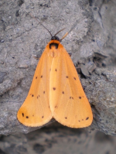 Setina flavicans © <a href="//commons.wikimedia.org/wiki/User:Hinox" title="User:Hinox">Joan Carles Hinojosa Galisteo</a>