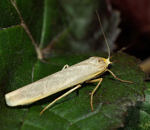 Common Footman &copy; <a href="//commons.wikimedia.org/wiki/User:Entomolo" title="User:Entomolo">Hamon jp</a>
