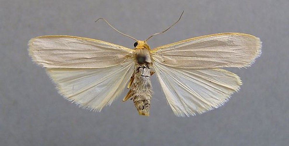 Eilema caniola &copy; <a href="//commons.wikimedia.org/wiki/User:Dumi" title="User:Dumi">Dumi</a>