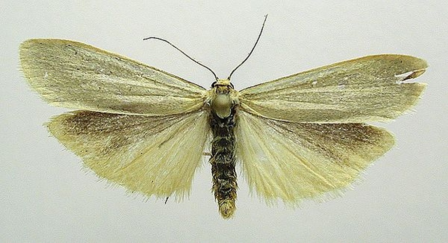 Eilema pygmaeola &copy; M. Virtala