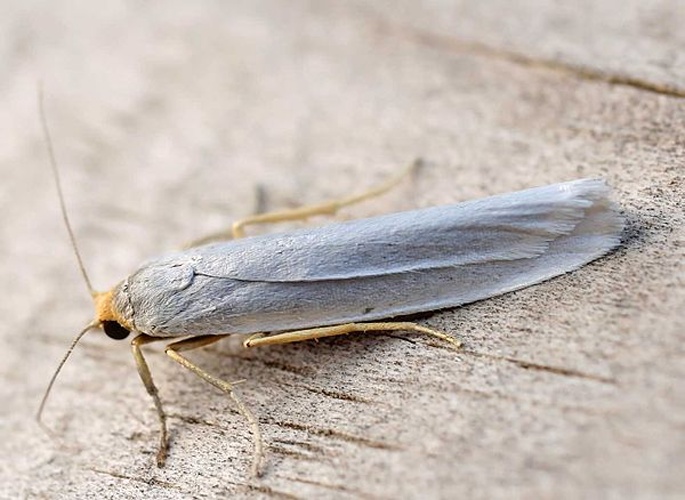 Eilema uniola &copy; 