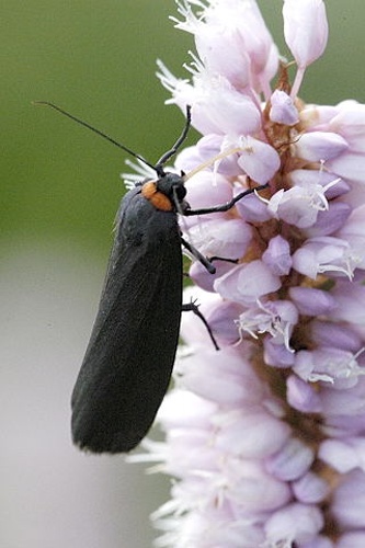 Atolmis rubricollis &copy; James K. Lindsey