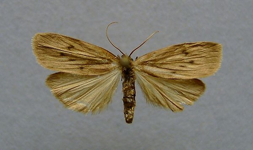 Pelosia obtusa © <a href="//commons.wikimedia.org/wiki/User:Dumi" title="User:Dumi">Dumi</a>
