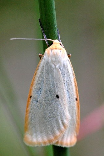 Cybosia mesomella © James K. Lindsey