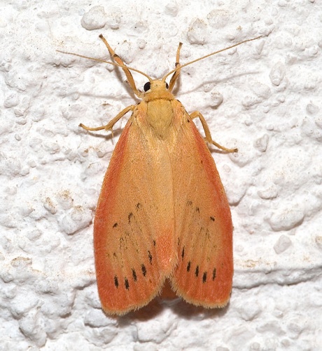 Miltochrista miniata &copy; 