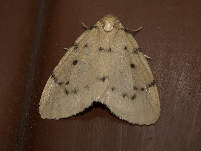 Paidia rica &copy; <a href="//commons.wikimedia.org/wiki/User:Fturmo" title="User:Fturmo">Fturmo</a>