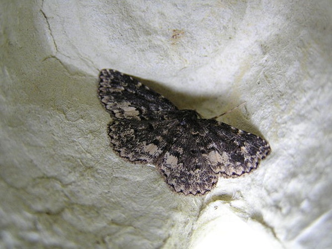 Parascotia fuliginaria &copy; <a href="//commons.wikimedia.org/wiki/User:Fvlamoen" class="mw-redirect" title="User:Fvlamoen">Fvlamoen</a>