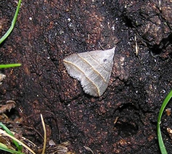 Colobochyla salicalis © Janne Rainio