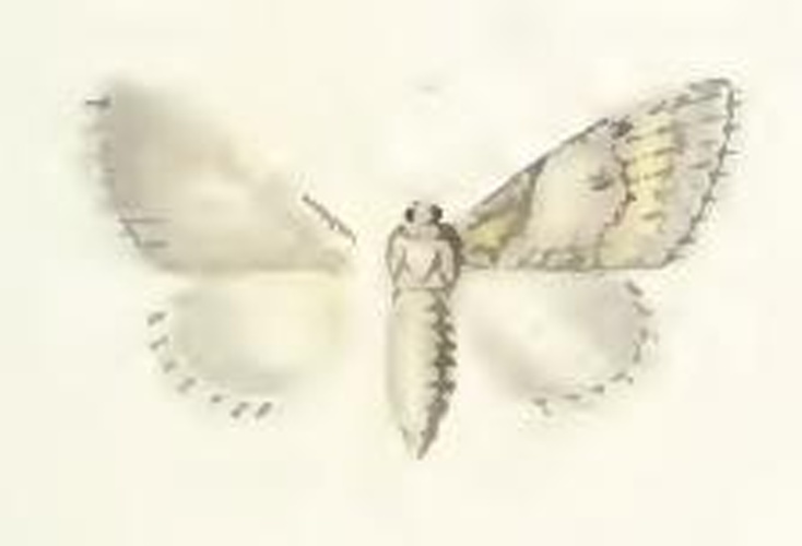 Raphia hybris &copy; Millière, Pierre