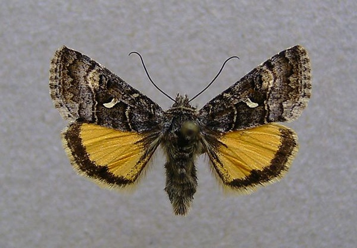 Syngrapha devergens © <a href="//commons.wikimedia.org/wiki/User:Dumi" title="User:Dumi">Dumi</a>