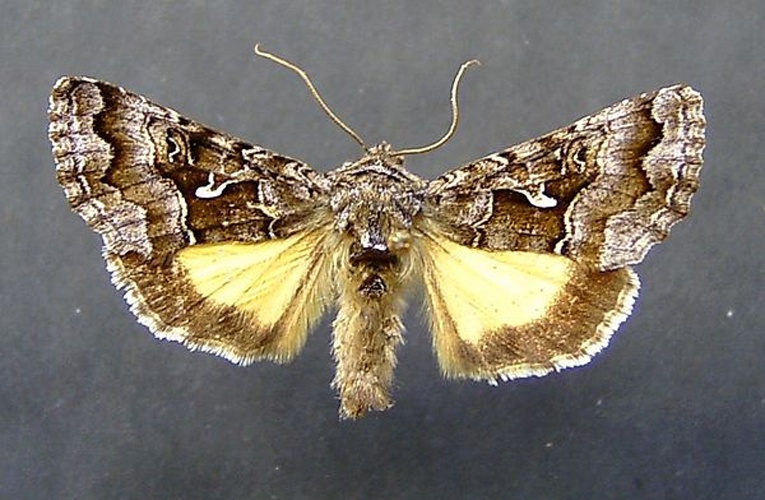 Syngrapha ain © <a href="//commons.wikimedia.org/wiki/User:Dumi" title="User:Dumi">Dumi</a>