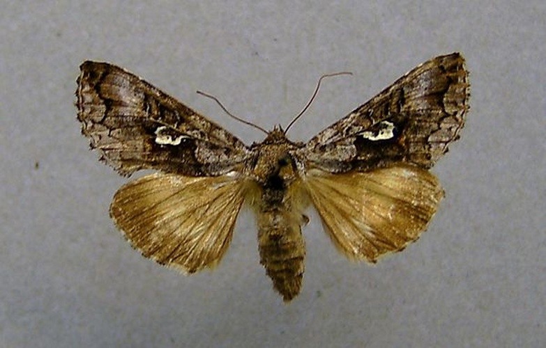 Syngrapha interrogationis © <a href="//commons.wikimedia.org/wiki/User:Dumi" title="User:Dumi">Dumi</a>