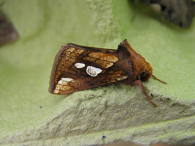 Plusia festucae &copy; Fvlamoen (<a href="//commons.wikimedia.org/wiki/User:Fvlamoen" class="mw-redirect" title="User:Fvlamoen">Fvlamoen</a> 15:00, 24 April 2007 (UTC))