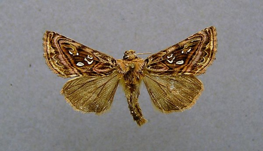 Panchrysia v-argenteum &copy; <a href="//commons.wikimedia.org/wiki/User:Dumi" title="User:Dumi">Dumi</a>