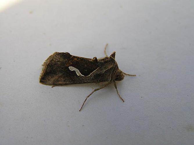 Macdunnoughia confusa &copy; <a href="//commons.wikimedia.org/wiki/User:Fvlamoen" class="mw-redirect" title="User:Fvlamoen">Fvlamoen</a>