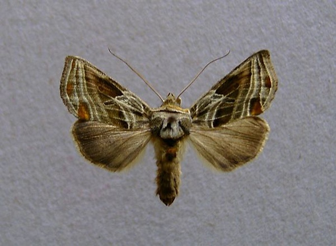 Euchalcia modestoides © <a href="//commons.wikimedia.org/wiki/User:Dumi" title="User:Dumi">Dumi</a>
