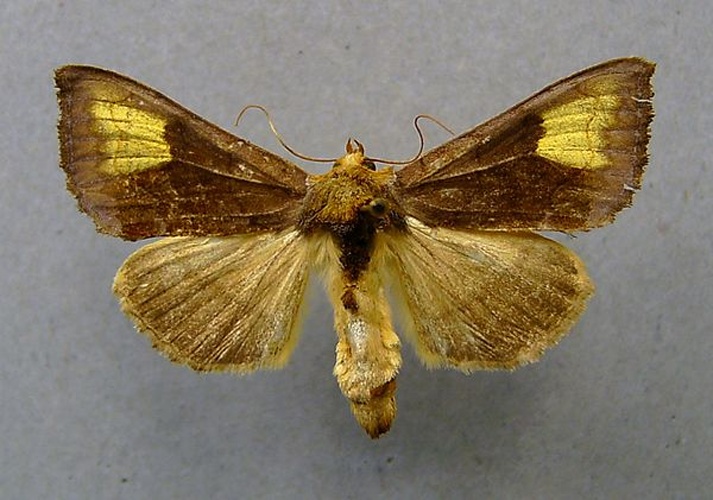 Diachrysia chryson &copy; <a href="//commons.wikimedia.org/wiki/User:Dumi" title="User:Dumi">Dumi</a>