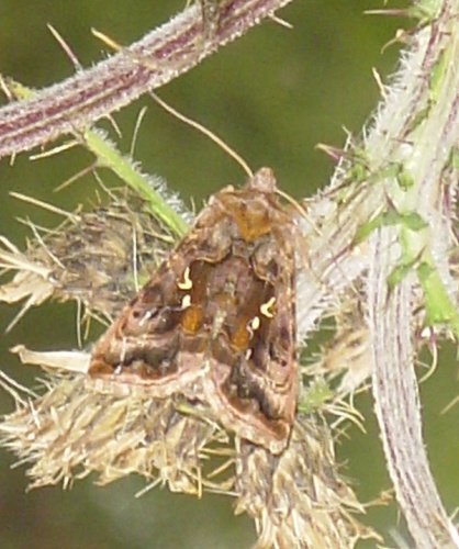 Autographa pulchrina &copy; <a href="https://no.wikipedia.org/wiki/Bruker:Halvard" class="extiw" title="no:Bruker:Halvard">Halvard</a> : from Norway.