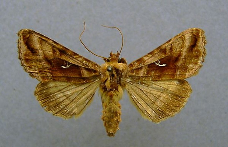 Autographa jota © <a href="//commons.wikimedia.org/wiki/User:Dumi" title="User:Dumi">Dumi</a>