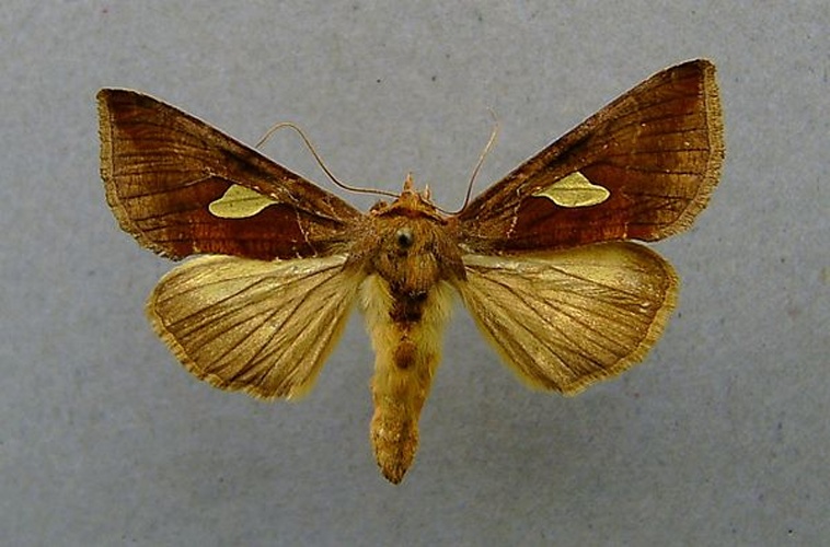 Gold Spangle &copy; <a href="//commons.wikimedia.org/wiki/User:Dumi" title="User:Dumi">Dumi</a>