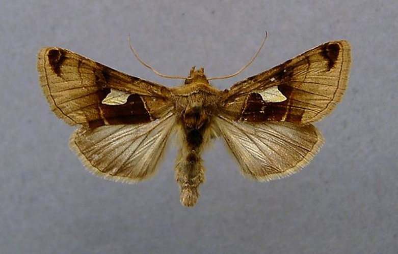 Autographa aemula &copy; <a href="//commons.wikimedia.org/wiki/User:Dumi" title="User:Dumi">Dumi</a>