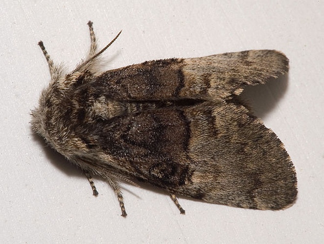 Colocasia coryli &copy; <a href="//commons.wikimedia.org/wiki/User:Kulac" title="User:Kulac">Kulac</a>