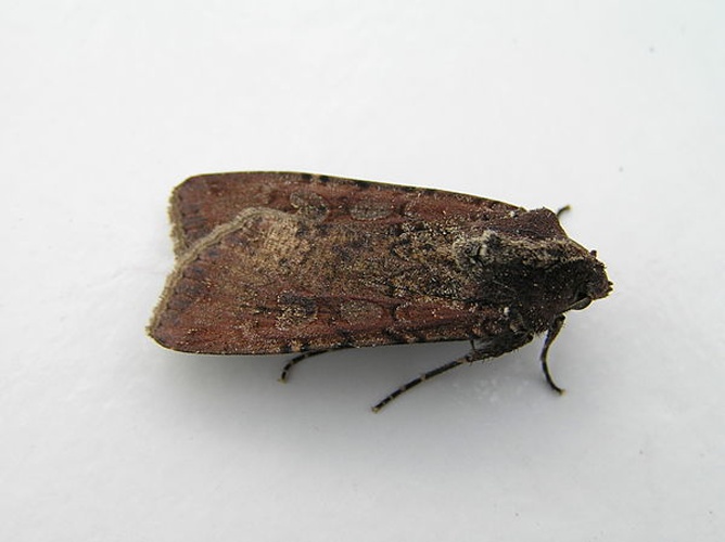 Peridroma saucia &copy; <a href="//commons.wikimedia.org/wiki/User:Fvlamoen" class="mw-redirect" title="User:Fvlamoen">Fvlamoen</a>