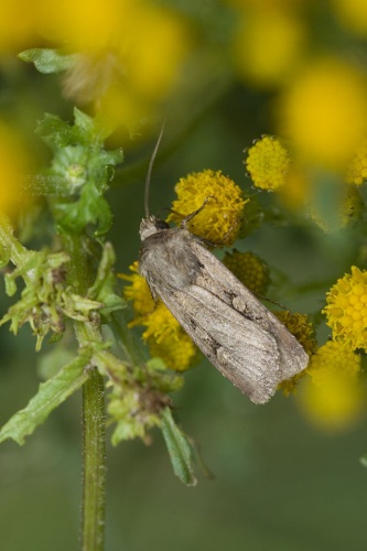 Euxoa nigrofusca &copy; <a href="//commons.wikimedia.org/wiki/User:Svdmolen" title="User:Svdmolen">Svdmolen</a>