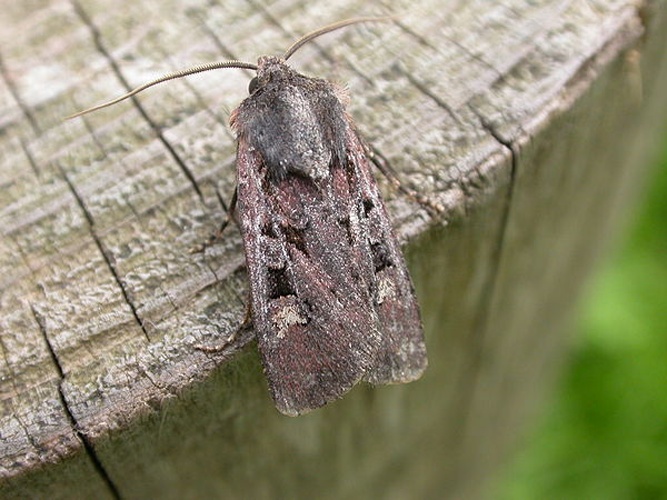 Euxoa obelisca &copy; <a rel="nofollow" class="external text" href="https://www.flickr.com/photos/25401497@N02">Donald Hobern</a>