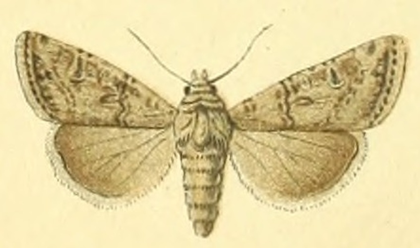 Euxoa cursoria &copy; Unknown. (Editor: Adalbert Seitz)