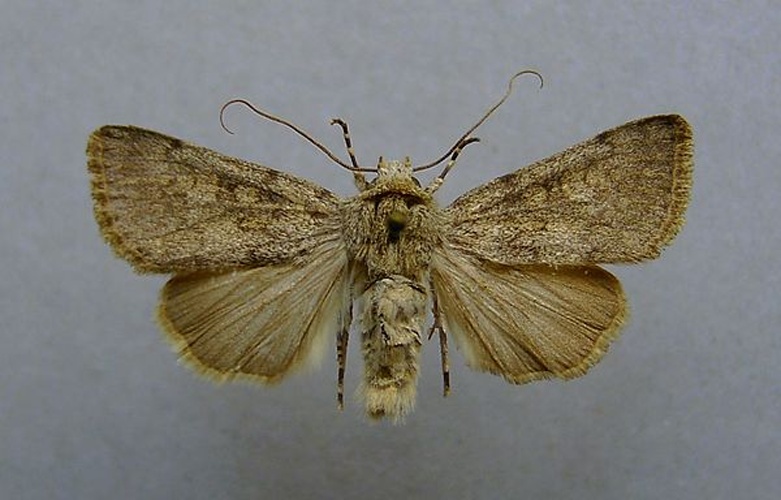 Dichagyris renigera &copy; <a href="//commons.wikimedia.org/wiki/User:Dumi" title="User:Dumi">Dumi</a>