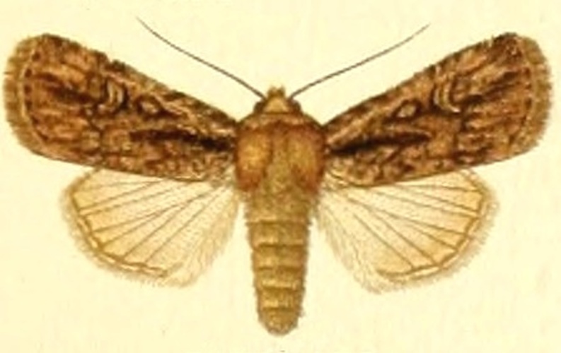 Dichagyris signifera © Unknown. (Editor: Adalbert Seitz)