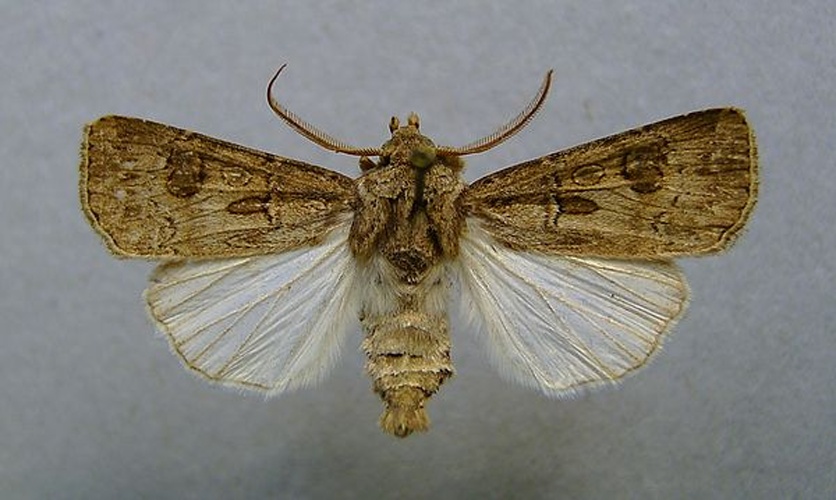 Agrotis bigramma &copy; <a href="//commons.wikimedia.org/wiki/User:Dumi" title="User:Dumi">Dumi</a>